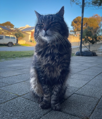 Bob the Cat - friendly neighbourhood cat at GABROCK drum studio
